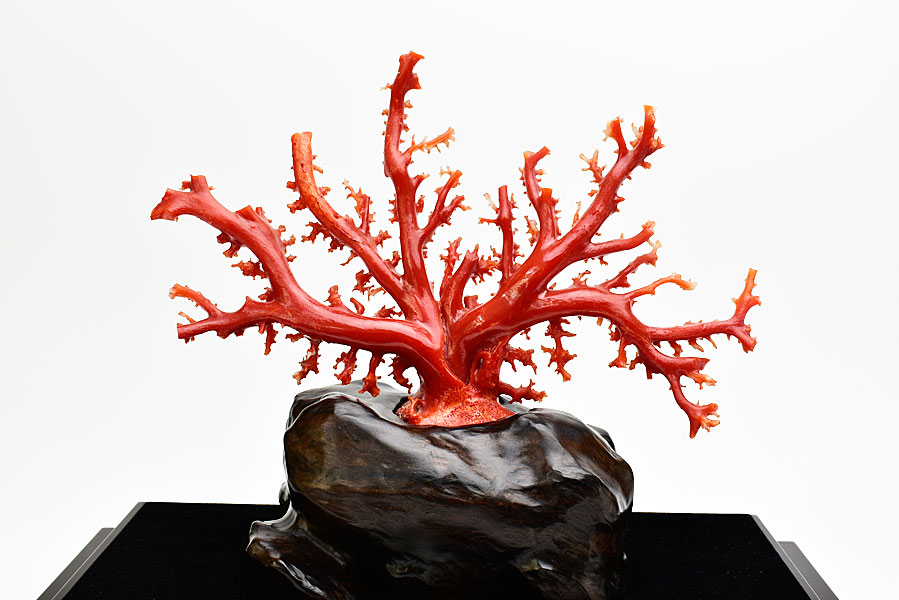 血赤珊瑚 サンゴ 198g 原木 枝 本珊瑚 a552a - 置物
