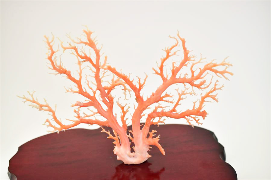 血赤珊瑚 サンゴ 拝見 置物 枝 原木 本珊瑚 黒檀 x346a血赤珊瑚